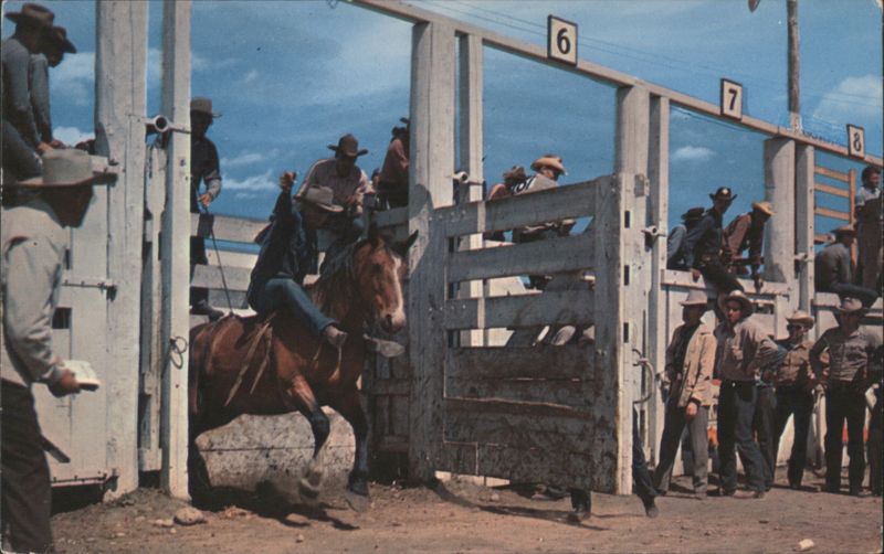 Rodeo Cowboy on Bucking Bronco Exiting Chute Bob & Ira Spring
