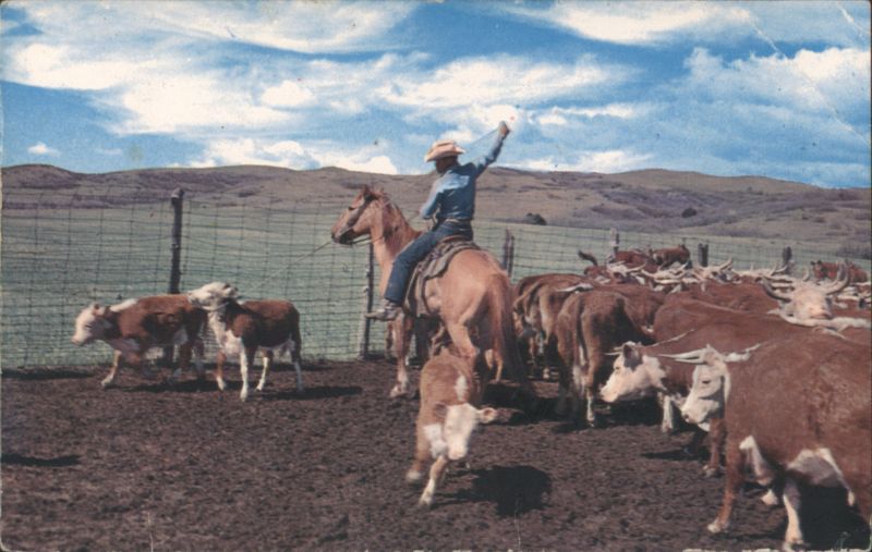 Roping Cattle, Cowboy on Horseback Bob Taylor Cowboy Western