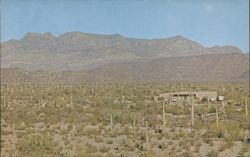 Organ Pipe Cactus National Monument Visitor Center, Ajo Mountains Postcard