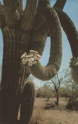 Saguaro Cactus in Bloom, Arizona State Flower Postcard