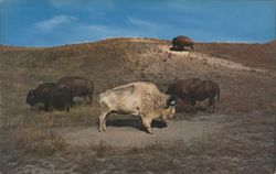 Albino Buffalo in Western Montana Preserve Postcard