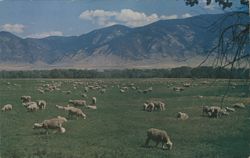 Montana Sheep, Jefferson Valley Postcard