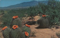 Barrel Cactus in Bloom, Desert Landscape Postcard