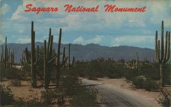 Saguaro National Monument, Roadway Through Cacti Postcard