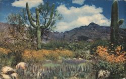 April in the Valley of the Sun, Desert Wildflowers Postcard