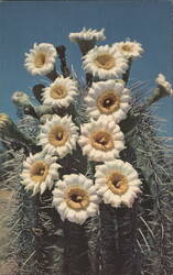 Saguaro Blossoms, Arizona State Flower Postcard