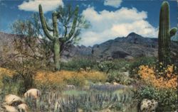 April in the Valley of the Sun, Desert Wildflowers Postcard