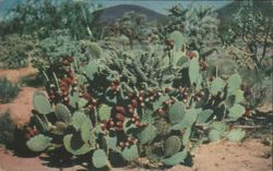 Prickly Pear Cactus with Red Fruit Postcard