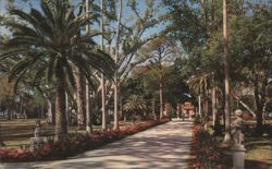Azaleas along Drive to Ringling Residence, Sarasota Postcard