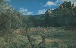 Springtime in Colorful Oak Creek Canyon, Arizona Postcard