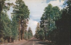 Road Through Ponderosa Pine Forests, Northern Arizona Postcard