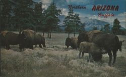 Northern Arizona Buffalo Postcard