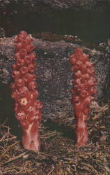 Snow Plant, Kings Canyon National Park Postcard