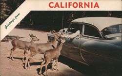 Man Feeding Deer from Car, California Postcard
