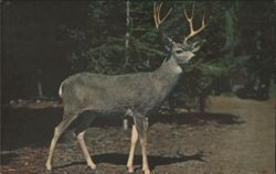 Buck Deer, Sequoia & Kings Canyon National Parks, CA Postcard