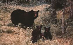 Black Bear and Cubs Postcard