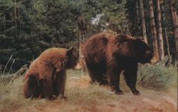 Two Brown Bears in a Forest Postcard