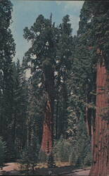 Sequoia National Park General Sherman Tree Chrome Postcard Postcard