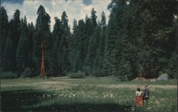 Crescent Meadow, Sequoia National Park, California Postcard