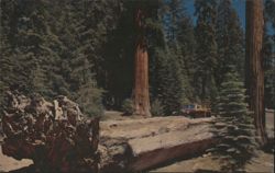Auto Log, Giant Forest, Sequoia National Park Postcard