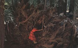 Woman at Fallen California Redwood 'Bear Den' Roots Postcard