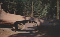 Tunnel Log, Sequoia National Park Postcard