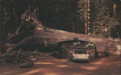 Drive-Thru Tree, California Redwood Forests Postcard