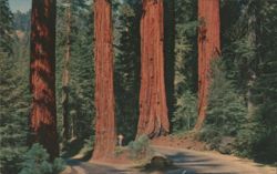 Gateway Group, Giant Forest, Sequoia National Park Postcard