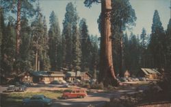 Giant Forest Village, Sequoia National Park Postcard