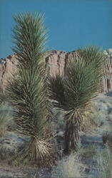 Desert Splendor, Joshua Trees Postcard