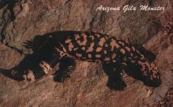 Arizona Gila Monster Postcard