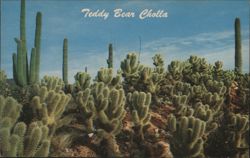 Teddy Bear Cholla Cactus Postcard