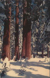 Giant Sequoias in Winter, Sequoia National Park Postcard