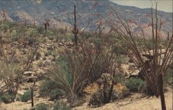 Ocotillo Cactus in Bloom, Southwest Desert Scene Postcard