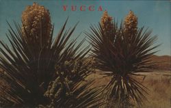 Blooming Yucca Plants in Desert Landscape Postcard