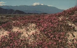 Sand Verbenas Blooming on the Desert Postcard