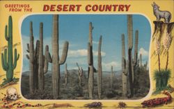 Greetings from the Desert Country, Saguaro Cacti Postcard
