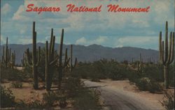 Saguaro National Monument, Roadway Through Saguaro Postcard