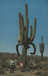 Giant Saguaro Cactus, Arizona Desert Postcard