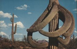 Desert Octopus Saguaro Cactus, Arizona Desert Postcard