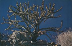 Desert Pencil Cholla Postcard
