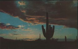 Saguaro Cactus Silhouette at Sunset Postcard