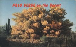 Palo Verde on the Desert Postcard