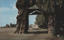 Washington's Giant Cedar Tree, Drive-Thru Trunk Postcard