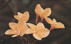 Yellow Plumeria Flowers Postcard