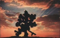 Sunset on the Desert, Joshua Tree Postcard