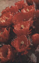 Red Cactus Blossoms Postcard