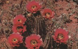 Hedgehog Cactus Flowers (Echinocereus Fendleri) Postcard