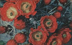 "Claret Cup" Cactus Blossoms Postcard