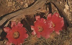 Red Cactus Blossoms, Texas Postcard